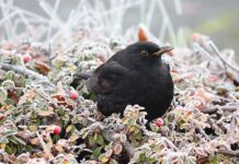 Z czego zrobić tani żywopłot? Z czego zrobić tani żywopłot?