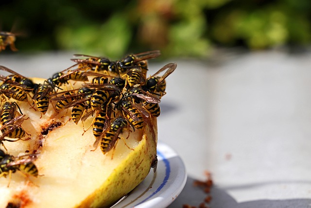 Jak wyhodować gruszkę z pestki?