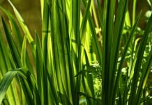 Czy tatarak zwyczajny jest pod ochroną?