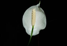 Gdzie postawić skrzydłokwiat w domu?