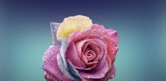 Czy róża może rosnąć w doniczce?