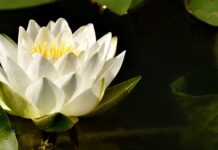 Czy grzybienie to rośliny pływające?