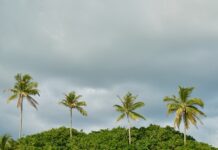 Co posadzić przed domem od ulicy?