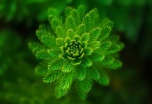 Jakie rośliny posadzić przy pergoli?