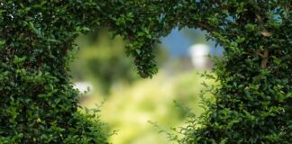 Jakie są rośliny wodne?