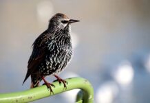 Czy przez lustro weneckie widać w nocy? Czy przez lustro weneckie widać w nocy?