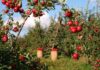 Kiedy sadzić drzewka jabłoni?