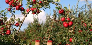 Kiedy sadzić drzewka jabłoni?