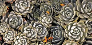 Jakie iglaki na skalniak?