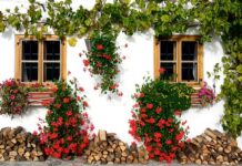 Jakie rośliny pnące na balkon?