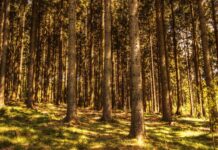 Jakie drzewa przy płocie?