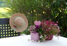 Czy skalnica jest roślina wieloletnia? Czy skalnica jest roślina wieloletnia?