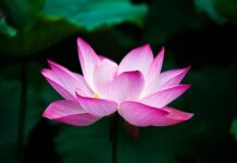 Jaki kwiat nie wymagający? Jaki kwiat nie wymagający?