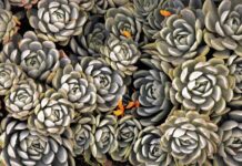 Jak zrobić skalniak w ogrodzie krok po kroku?