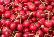 Jak rozmnożyć czereśnie z pestki?