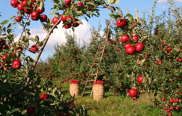 Jaka najlepsza odmiana jabłoni?