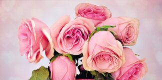 Czy róże kwitną w pierwszym roku po posadzeniu?