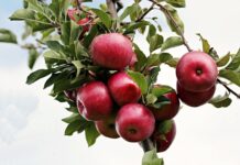 Czy da się wyhodować jabłoń z pestki? Czy da się wyhodować jabłoń z pestki?