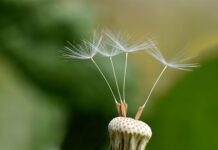 Kiedy wysiać nasiona astrów? Kiedy wysiać nasiona astrów?