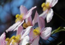 Jakie pnącza są zimozielone?