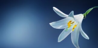 Czy lilia wodna pachnie?