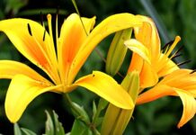 Jak wykopać lilie wodne?